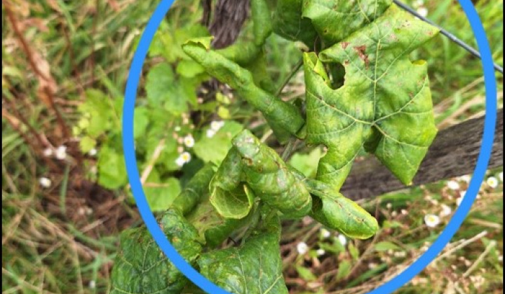 Fotka - VEREJNÁ VYHLÁŠKA Vyhlásenie karantény – zistenie výskytu karanténnej fytoplazmy „Grapevine flavescence doreé phytoplasma“ spôsobujúcej ochorenie – „zlaté žltnutie viniča“